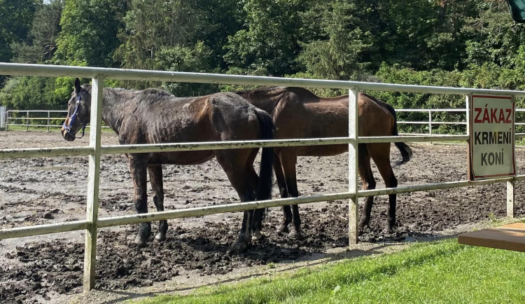 Lidé se rozčilují nad stavem dvou koní ve výběhu na Hloučele. Je to stáří, uklidňují chovatelé