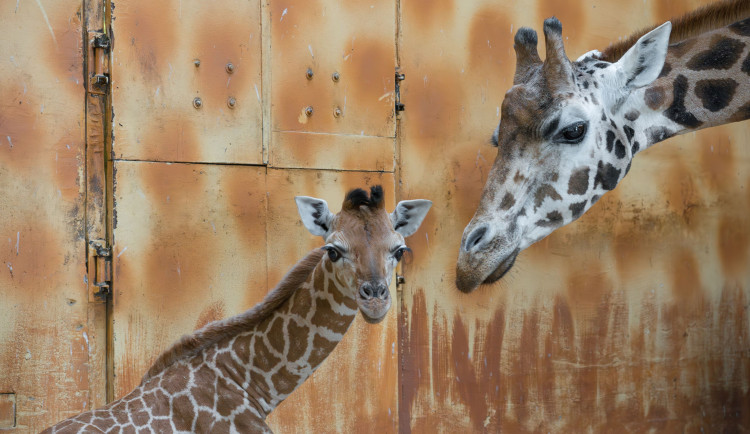 Žirafí mládě bojovalo v olomoucké zoo dva týdny o život. Samec se narodil přidušený bez sacího reflexu