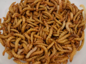Vědci testují využití hmyzu v potravinářství. Cvrččí prášek přidávají do klobás a salámů