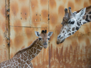Žirafí mládě bojovalo v olomoucké zoo dva týdny o život. Samec se narodil přidušený bez sacího reflexu