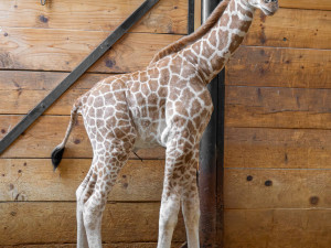 Žirafí mládě bojovalo v olomoucké zoo dva týdny o život. Samec se narodil přidušený bez sacího reflexu