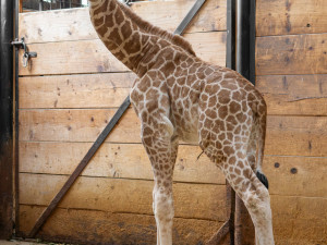 Žirafí mládě bojovalo v olomoucké zoo dva týdny o život. Samec se narodil přidušený bez sacího reflexu