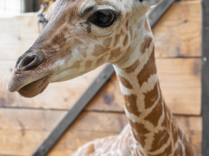 Žirafí mládě bojovalo v olomoucké zoo dva týdny o život. Samec se narodil přidušený bez sacího reflexu