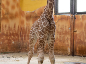 Žirafí mládě bojovalo v olomoucké zoo dva týdny o život. Samec se narodil přidušený bez sacího reflexu