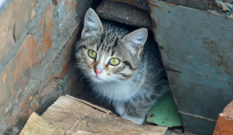 Olomoucká radnice bude přispívat na kastraci kocourů a sterilizaci koček. Majitelé mohou získat až 800 korun