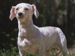 VIDEO: Týraní pejsci z množírny mají nový domov. Z útulku v Čechách pod Kosířem putovali do celé země