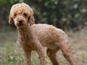 VIDEO: Týraní pejsci z množírny mají nový domov. Z útulku v Čechách pod Kosířem putovali do celé země