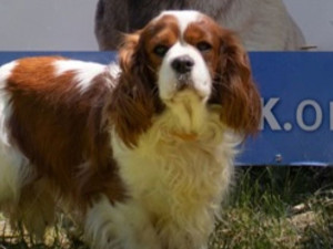 VIDEO: Týraní pejsci z množírny mají nový domov. Z útulku v Čechách pod Kosířem putovali do celé země