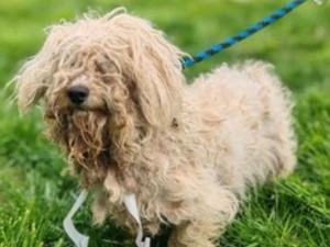 VIDEO: Týraní pejsci z množírny mají nový domov. Z útulku v Čechách pod Kosířem putovali do celé země