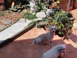 VIDEO: Týraní pejsci z množírny mají nový domov. Z útulku v Čechách pod Kosířem putovali do celé země