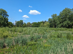Zámecké rybníky v Čechách pod Kosířem čeká revitalizace. Lidé se zde budou moci projet na lodičkách