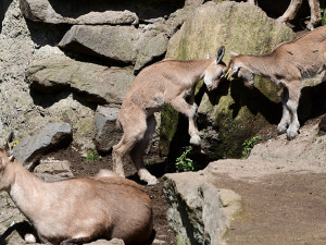 Dvanáct kůzlat na Svatém Kopečku. Zoo Olomouc hlásí přírůstky u vzácných markhurů