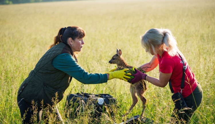 size3-17193286716197-103-pri-seceni-travy-zahynou-rocne-desitky-tisic-srncat-mohou-je-zachranit-drony