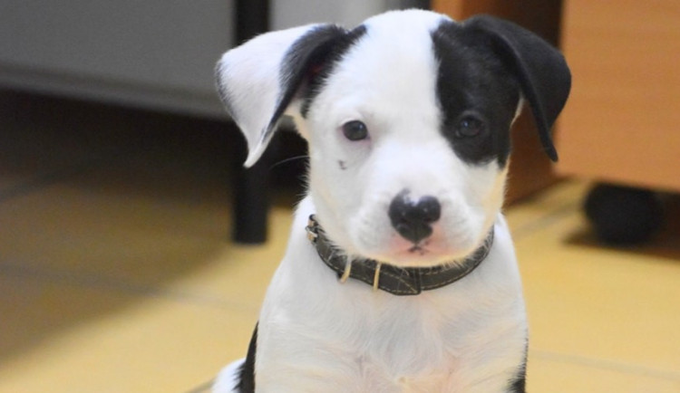 HLEDÁME PÁNÍČKA: Bruno, Mickey a Zorro z útulku v Olomouci čekají na nový domov. Jde o přátelské psy