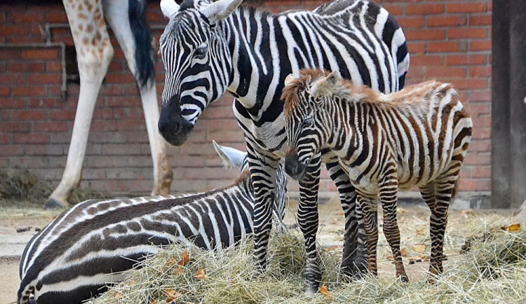 Zoo o prázdninách: Tichá setkání s chovateli i prohlídky u tučňáků nebo zeber