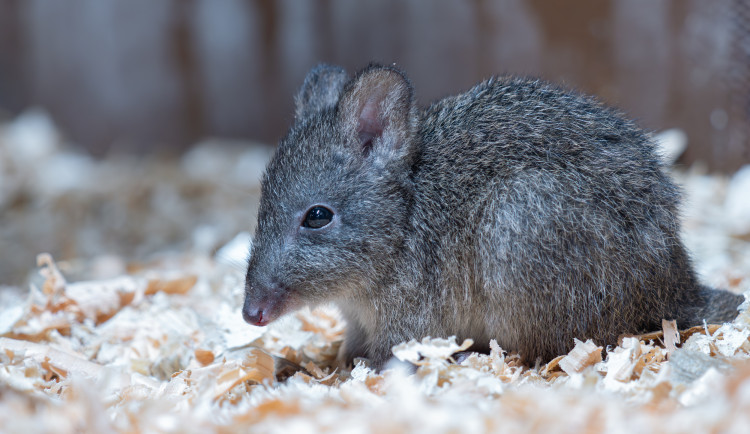 Teprve loni se zabydleli v olomoucké zoo. Teď už klokánci krysí slaví první mládě