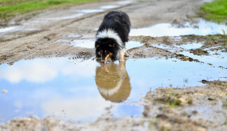 size3-17206022707921-60-jak-chranit-zvirata-pred-prehratim-strihanim-srsti-jim-muzeme-ublizit