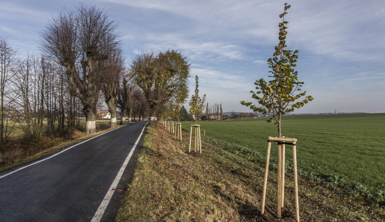 Za zelenější kraj. Moravskoslezské hejtmanství přispěje obcím na výsadbu stromů a další zeleně