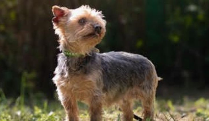 HLEDÁME PÁNÍČKA: