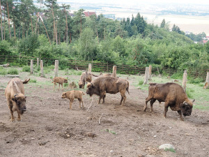 VIDEO: Zpět na Kavkaz. Zubřice ze Zoo Olomouc vyrazily do domoviny v Ázerbájdžánu