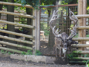 Horko a horko. Sobi v olomoucké zoo dostávají sprchu, tygr si zase rád vleze do bazénu