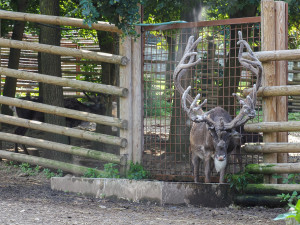 Horko a horko. Sobi v olomoucké zoo dostávají sprchu, tygr si zase rád vleze do bazénu