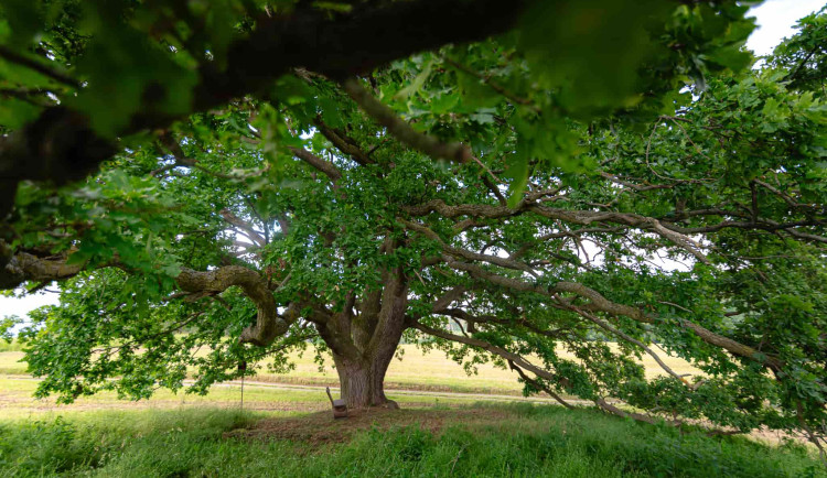 FOTO: 400 let starý dub v Třebíči bojuje o titul Strom roku 2024. Stojí nedaleko Palečkova mlýna