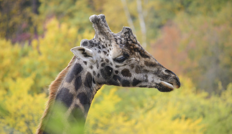 Zoo Jihlava přišla o žirafího samce Zuberiho. Trpěl neustálými bolestmi a měl problémy s pohybem