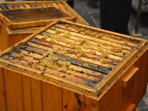 5 - V olomoucké věznici se vězni starají o šest včelstev