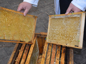 6 - V olomoucké věznici se vězni starají o šest včelstev