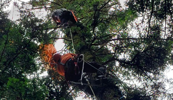 VIDEO: Mladá paraglidistka uvízla na Hranicku v korunách stromů. Z výšky ji zachránili hasiči-lezci