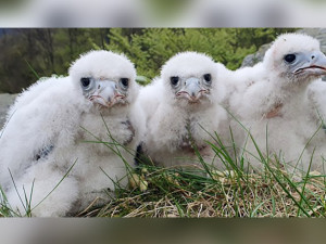 Sokoli stěhovaví vyvedli letos v Jeseníkách 32 mláďat. Čtyři samice přišly o život