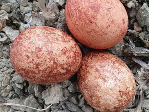 Sokoli stěhovaví vyvedli letos v Jeseníkách 32 mláďat. Čtyři samice přišly o život