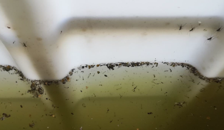 Na Olomoucku se objevil nový invazivní druh komára, útočí i přes den. Pozor na nádoby na vodu na zahradách