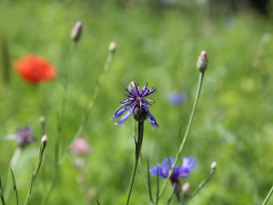 Na několika místech v Olomouci odborníci vysadili louky. Začínají kvést a hmyzí hotely se plní prvními hosty