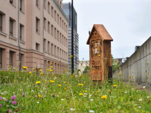Na několika místech v Olomouci odborníci vysadili louky. Začínají kvést a hmyzí hotely se plní prvními hosty