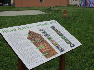 Na několika místech v Olomouci odborníci vysadili louky. Začínají kvést a hmyzí hotely se plní prvními hosty