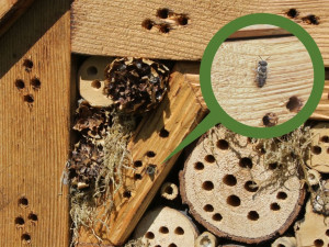 Na několika místech v Olomouci odborníci vysadili louky. Začínají kvést a hmyzí hotely se plní prvními hosty