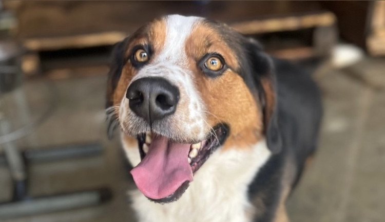 HLEDÁME PÁNÍČKA: