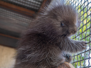 V olomoucké zoo se narodilo mládě urzona. Lidé si tohoto hlodavce často pletou s dikobrazem