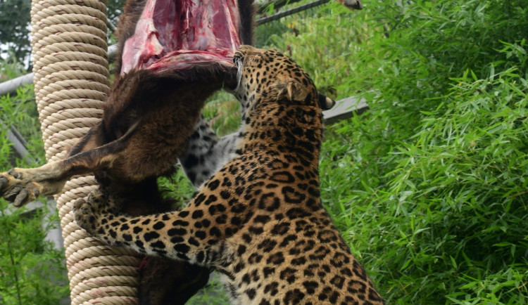 Levharti si v olomoucké zoo pochutnali na koze zavěšené na stromě. Trénují tak své přirozené instinkty