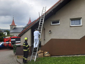 Vosy, včely a sršni útočí. Hasiči v Olomouckém kraji řeší desítky oznámení denně o agresivním bodavém hmyzuat při ohrožení