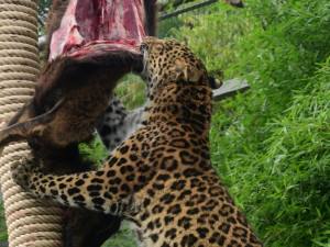 Levharti si v olomoucké zoo pochutnali na koze zavěšené na stromě. Trénují tak své přirozené instinkty