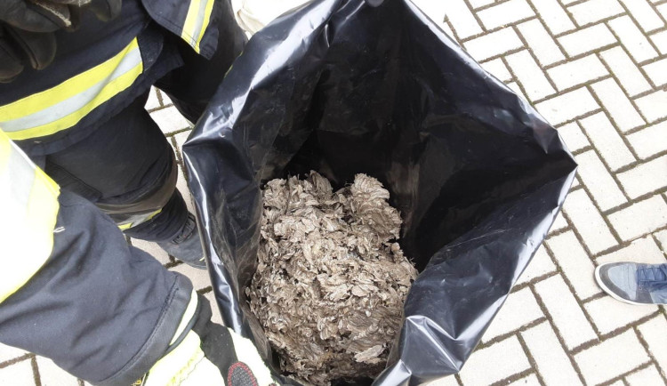 Vosy, včely a sršni útočí. Hasiči v Olomouckém kraji řeší desítky oznámení denně o agresivním bodavém hmyzuat při ohrožení