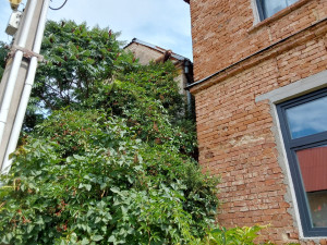 Operace labrador. Z římsy domu v Troubelicích hasiči sundávali psa, který zřejmě pronásledoval kočku