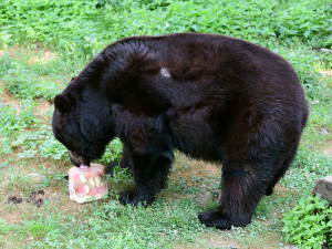 Baribalové z olomoucké zoo dostali ledové koule plné ovoce. Chovatelé je tak chtějí ochladit a zabavit