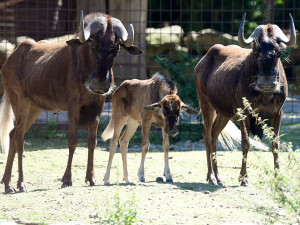 Chvíli po narození už chodí za matkou. V Zoo Olomouc přišlo na svět mládě pakoně běloocasého