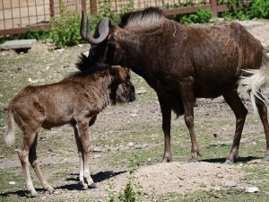 Chvíli po narození už chodí za matkou. V Zoo Olomouc přišlo na svět mládě pakoně běloocasého