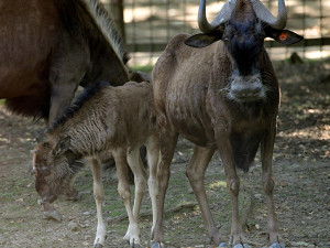Chvíli po narození už chodí za matkou. V Zoo Olomouc přišlo na svět mládě pakoně běloocasého