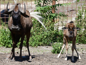 Chvíli po narození už chodí za matkou. V Zoo Olomouc přišlo na svět mládě pakoně běloocasého